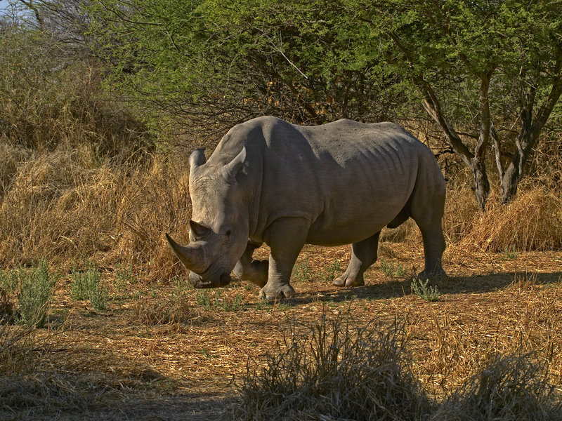 White Rhinoceros, Waterberg